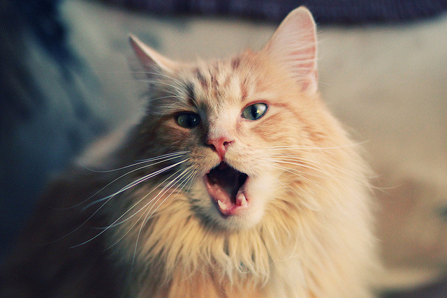 _追梦青少足球季:开启未来足球之门_,追梦足球放飞梦想