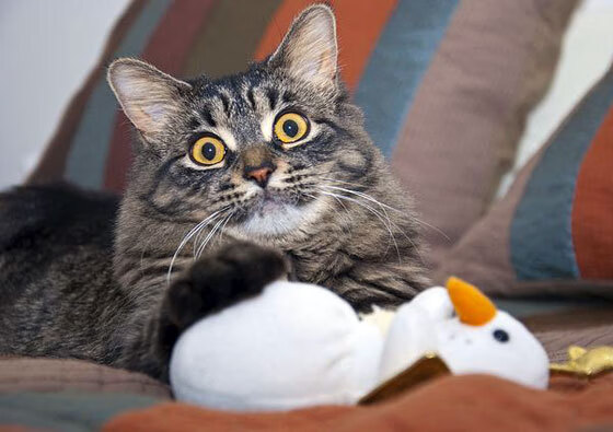 _逆境中崛起!魔术逆转胜利迎来转折点_,2021年魔术视频