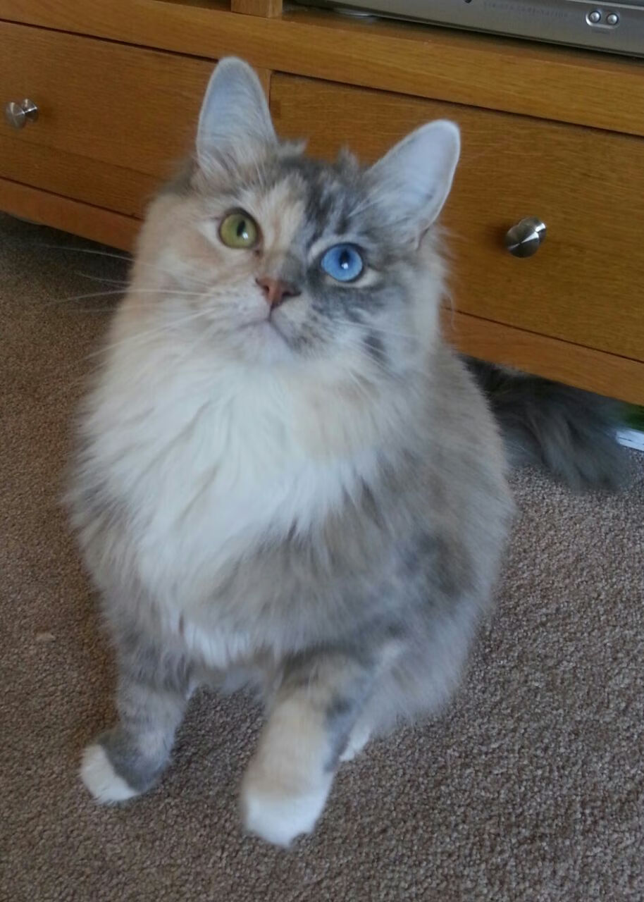 “场地与战术:多场馆环境对比赛策略的影响深度研究”,比赛场地管理与规划